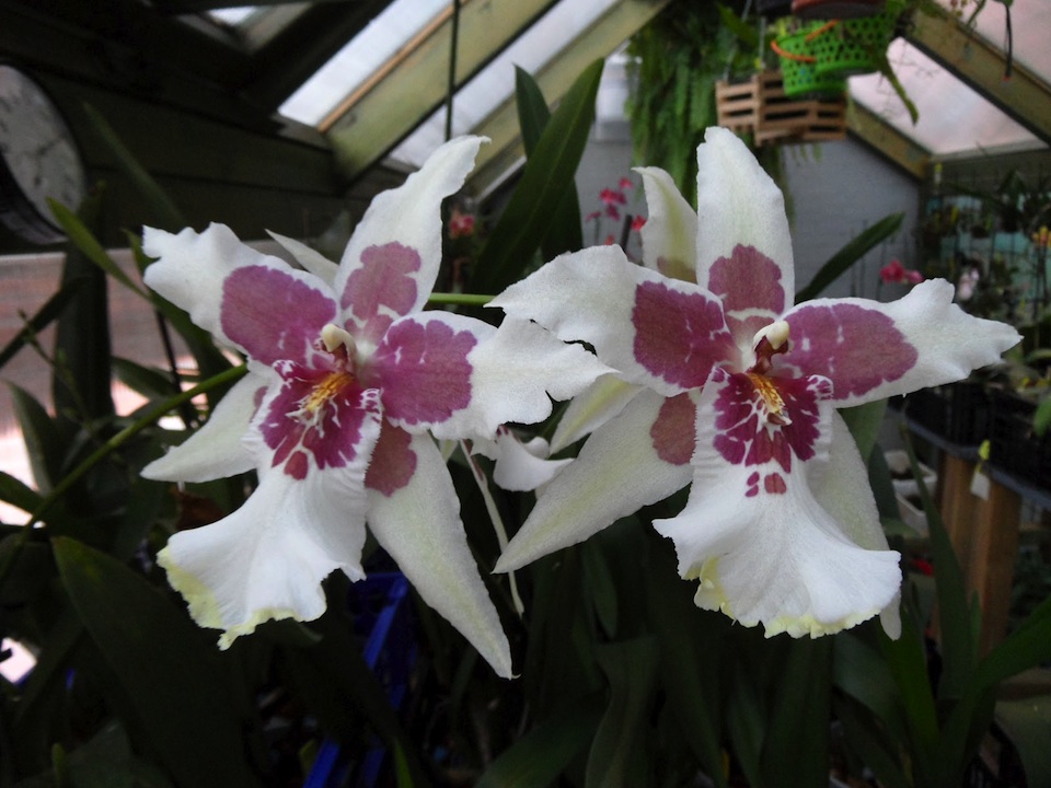 Orquídeas elorquideario-blogspot-mx