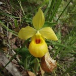 Micorrizas, esenciales para conservar orquídeas