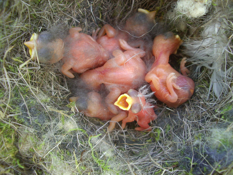 Una nidada de carboneros parasitada con un herrerillo, sensiblemente más pequeño- Rafael Barrientos
