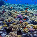 Los arrecifes de coral del mundo están en problemas: NASA