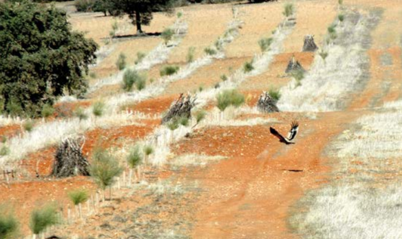 Aguila imperial iberica- SEO, Birdlife