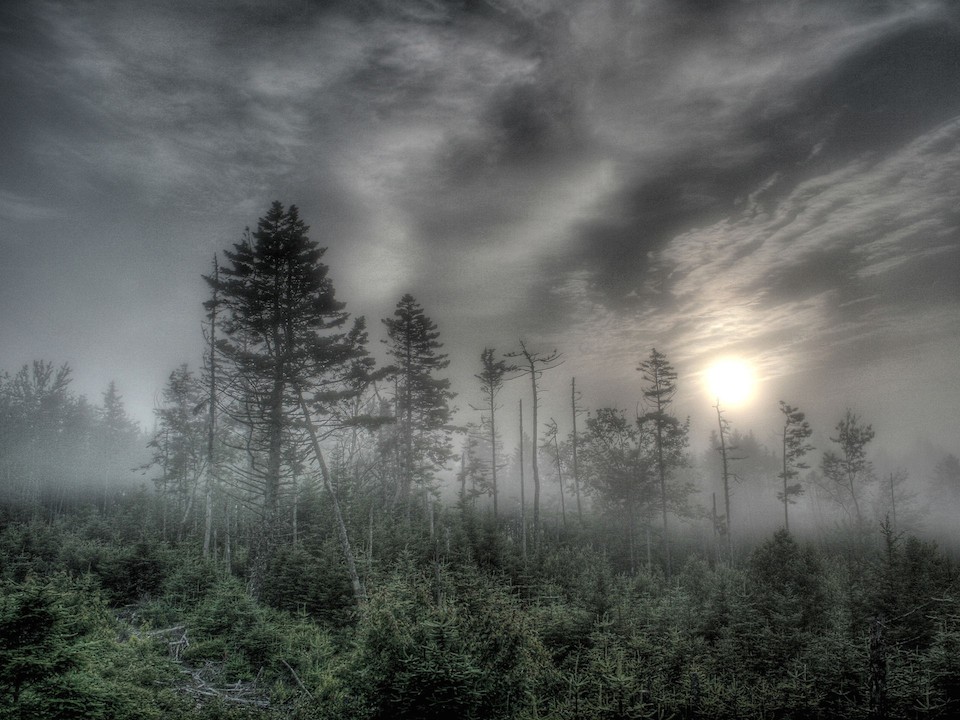 Amanecer en el bosque de niebla