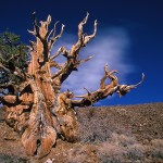 ¿Cuáles son los seres vivos más viejos del planeta?