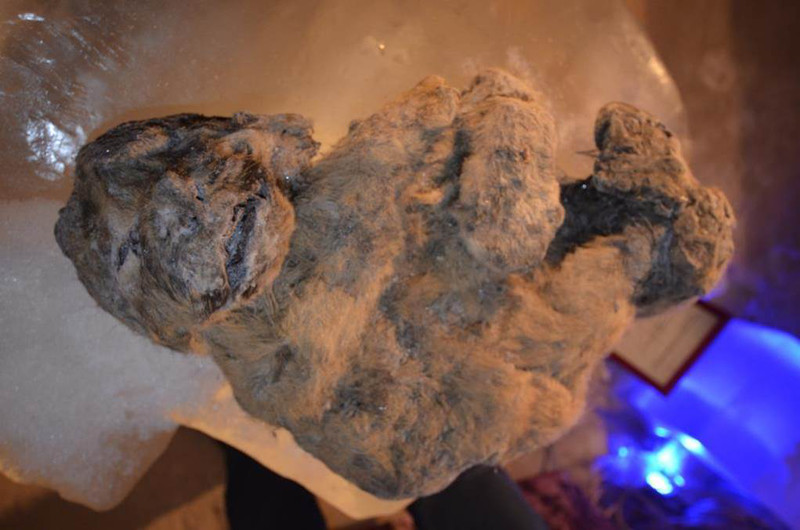 Cachorro de león de las cavernas, aún congelado y descubierto en Siberia- Academia de Ciencias de la República de Sajá