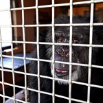 EE UU pone fin al uso de chimpancés para investigación médica