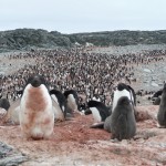 El número de pingüinos Adelaida aumenta con el deshielo de la Antártida (VIDEO)