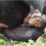 La madre chimpancé que cuidó de su hija discapacitada
