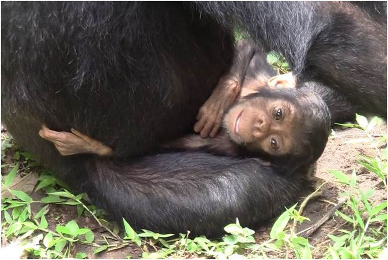 Cria discapacitada de chimpance junto a su madre- Takuya Matsumoto