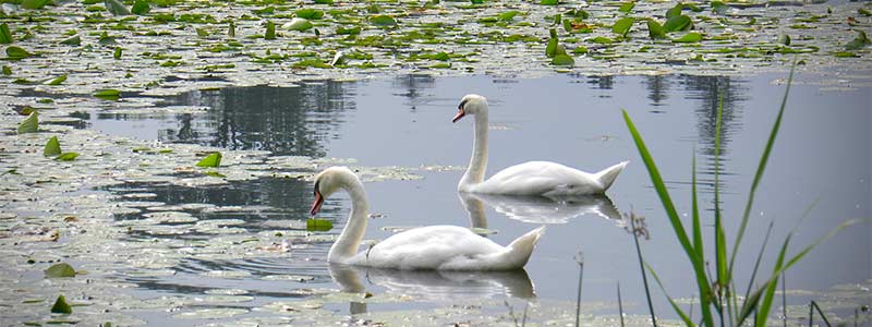 Laguna con lirio acuático y cisnes