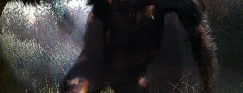 Lucy, Australophitecus afarensis, Museo de la Evolución Humana