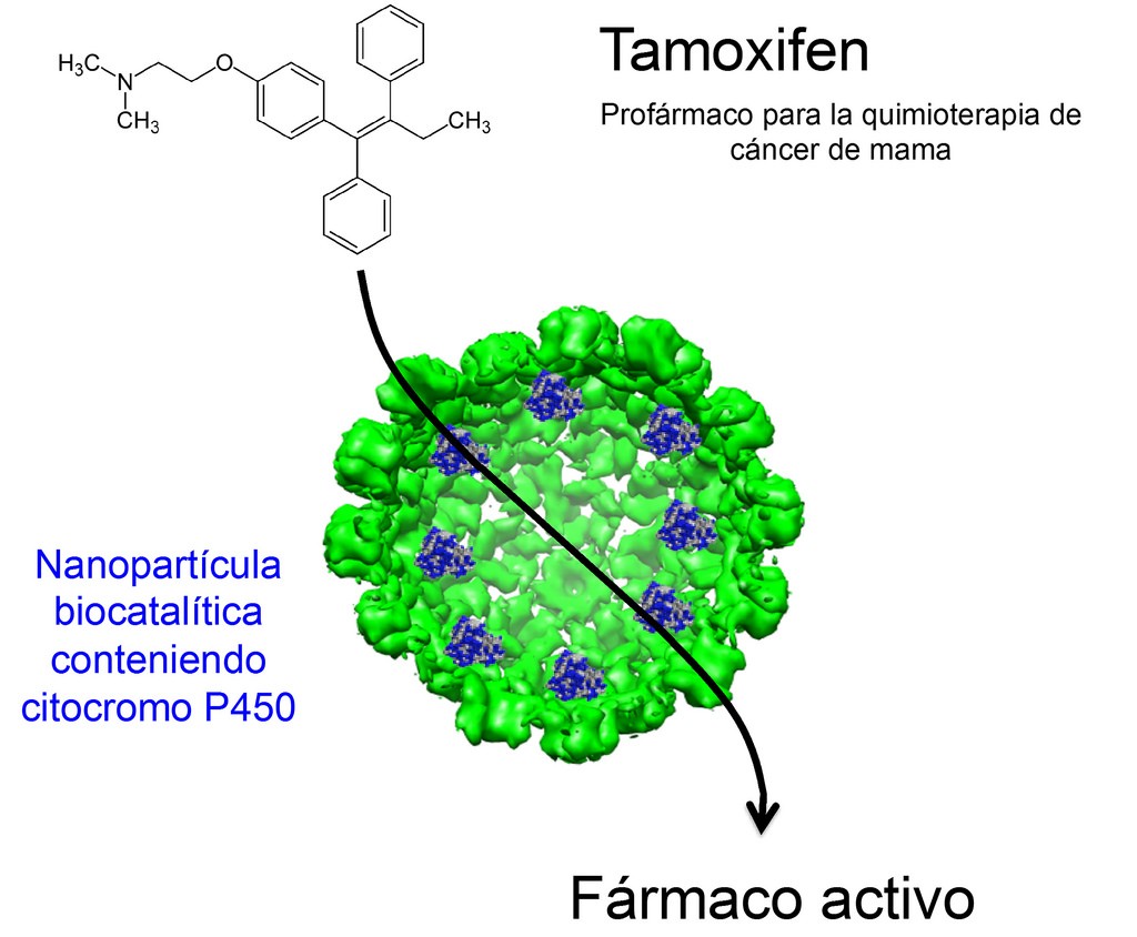 Nanopartícula biocatalítica que contiene citocromo.