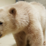 La triste historia de dos osos polares huérfanos