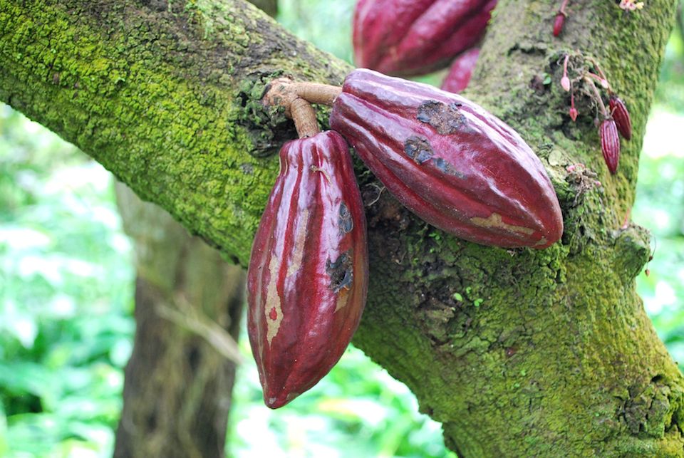 Planta de cacao- EOL