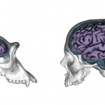 La evolución hizo al cerebro humano más moldeable que el del chimpancé