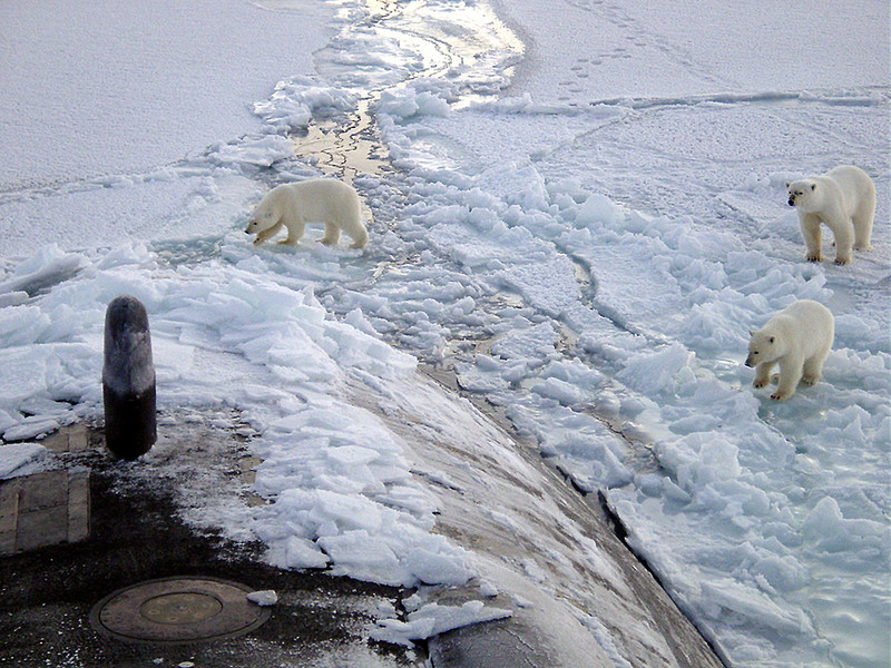 Tres osos polares se acercan a la proa del submarino USS Honolulu en el Polo Norte- Wikipedia