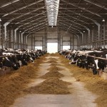 Una mutación en vacas que favorece a los ganaderos