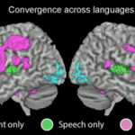 Organizar el lenguaje en el cerebro, es igual en cualquier idioma