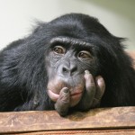 El autocontrol en un niño de tres años es similar al de un chimpancé (VIDEO)