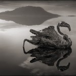(En la ciencia) el mundo inanimado es mucho más sencillo y fácil de explorar que el mundo vivo