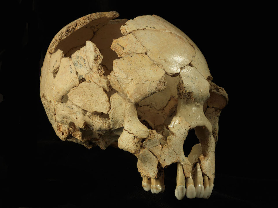 Cráneo 6 de la Sima de los Huesos (Atapuerca, Burgos)- Javier Trueba:MSF