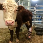A un joven toro le ponen una protesis de pata: Del matadero a objeto de estudio