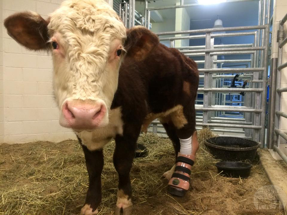 Dudley con su protesis de pata- The Gentle Barn