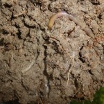 Las lombrices y su papel en la fertilización del suelo