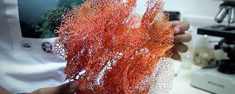 Nueva especie de coral marino- Pacifigorgia naranja