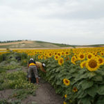 Obtienen herbicidas naturales a partir de compuestos de la hoja de girasol