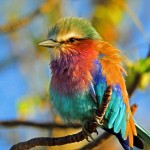 Las aves, mensajeras del cambio climático