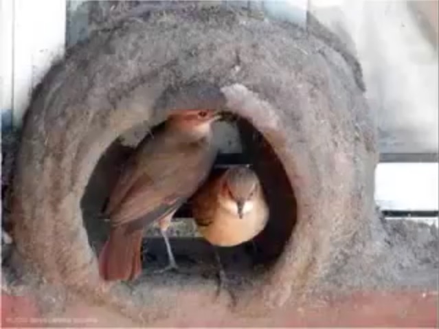 Construyendo el nido