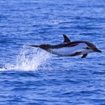 Las orcas y delfines de aguas europeas tienen altas concentraciones de PCB