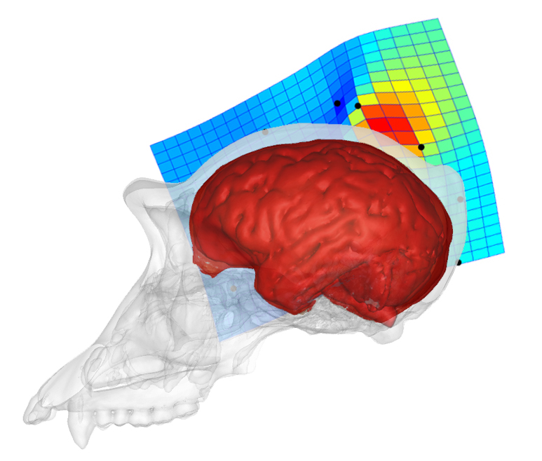 El cerebro del simio- CENIEH