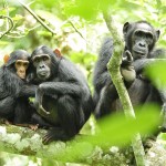 Los chimpancés basan sus relaciones en la confianza