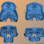 La evolución de la cara humana ligada al cerebro (VIDEO)