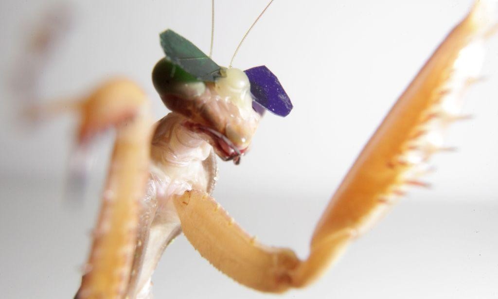 Mantis religiosa con gafas 3D- Universidad de Newcastle