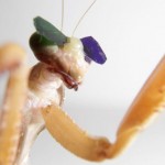Mantis religiosa, visión 3D para cazar con eficacia