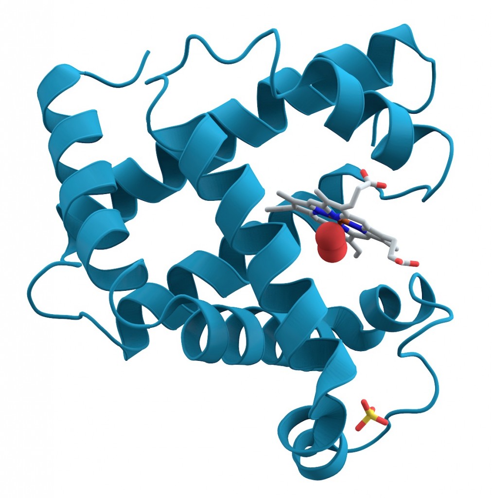Modelo que muestra las hélices alfa de la cadena polipeptídica de la mioglobina, un tipo de proteína- Splette
