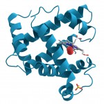 Proyecto Proteoma Humano: En busca de las proteínas «perdidas»