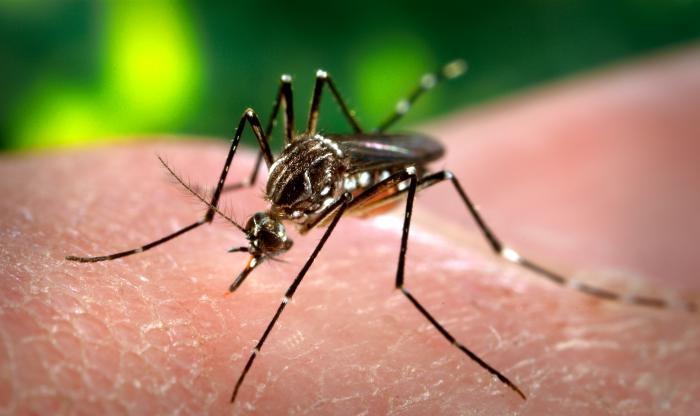 Mosquito Aedes aegypti- James Gathany