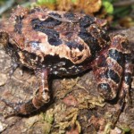 Hallan dos nuevas especies de ranas en Madagascar