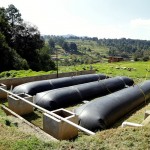 El sistema digestivo de una vaca, el modelo para crear un biodigestor que abastece de energía a 3,000 granjas de México y América Latina