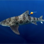 Los tiburones leopardo navegan con la nariz