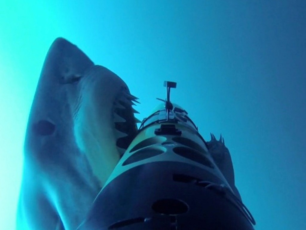 Un tiburón blanco ataca uno de los vehículos submarinos- Oceanographic Systems Lab_Woods Hole Oceanographic Institution