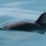 La ‘cocaína del mar’ un peligro indirecto para la vaquita marina