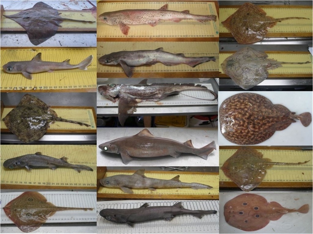 Varias de las especies registradas en el Mediterráneo- Instituto Español de Oceanografía