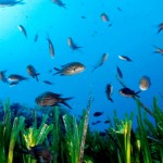 El metabolismo de las bacterias marinas alterado por la acidificación de los oceános