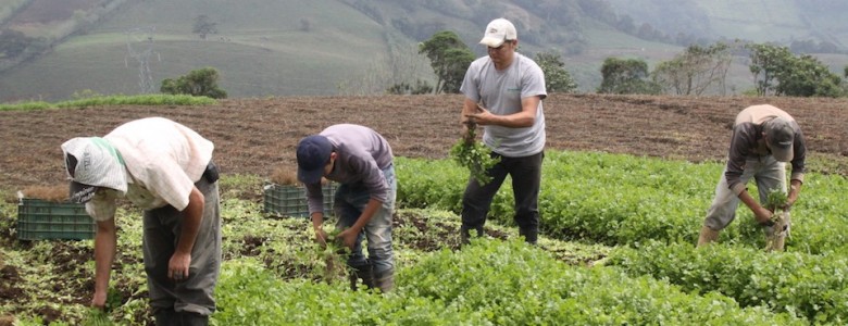 Agricultura, cosecha- FAO
