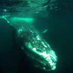 De Alaska a Baja California Sur: la ballena gris en aguas mexicanas