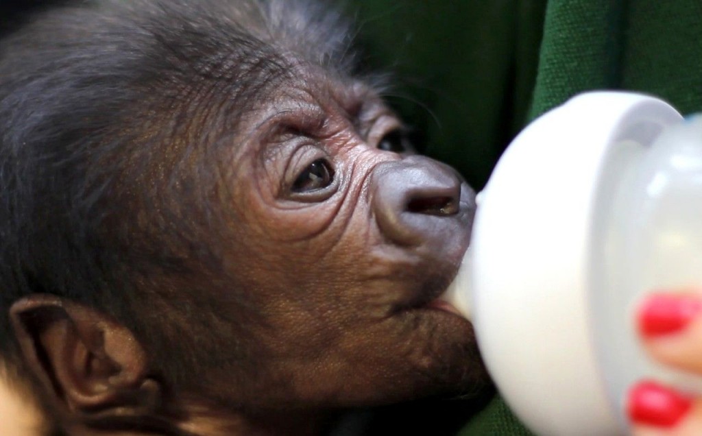 Bebe gorila que nacio por cesárea- Bristol Zoo